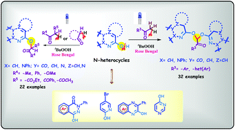 Graphical abstract: Accessing oxy-functionalized N-heterocycles through rose bengal and TBHP integrated photoredox C(sp3)–O cross-coupling