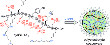 Graphical abstract: The silica mineralisation properties of synthetic Silaffin-1A1 (synSil-1A1)