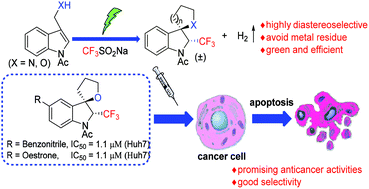 Graphical abstract: The eco-friendly electrosynthesis of trifluoromethylated spirocyclic indolines and their anticancer activity
