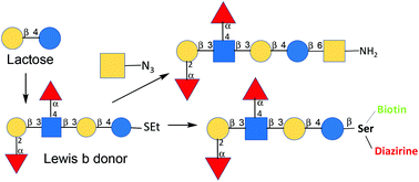 Graphical abstract: Synthesis of a Lewis b hexasaccharide thioglycoside donor and its use towards an extended mucin core Tn heptasaccharide structure and a photoreactive biotinylated serine linked hexasaccharide