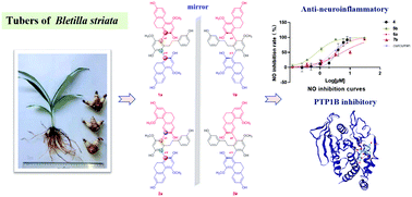 Graphical abstract: Atropisomeric 9,10-dihydrophenanthrene/bibenzyl trimers with anti-inflammatory and PTP1B inhibitory activities from Bletilla striata