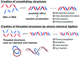 Graphical abstract: Hybridization-specific chemical reactions to create interstrand crosslinking and threaded structures of nucleic acids