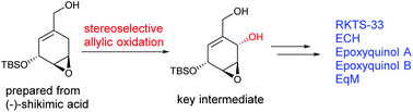 Graphical abstract: Practical synthesis of ECH and epoxyquinols A and B from (−)-shikimic acid