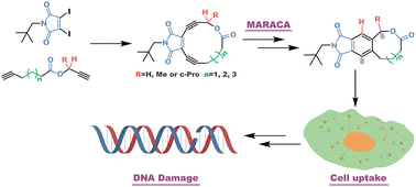 Graphical abstract: Synthesis and biological properties of maleimide-based macrocyclic lactone enediynes