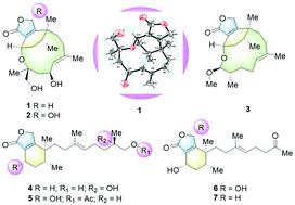 Graphical abstract: Neocucurbins A–G, novel macrocyclic diterpenes and their derivatives from Neocucurbitaria unguis-hominis FS685