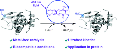 Graphical abstract: Flavin catalyzed desulfurization of peptides and proteins in aqueous media