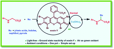 Graphical abstract: Eosin-Y/Cu(OAc)2-catalyzed aerobic oxidative coupling reactions of glycine esters in the dark