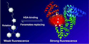 Graphical abstract: Probing the serum albumin binding site of fenamates and photochemical protein labeling with a fluorescent dye