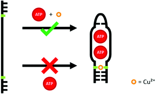 Graphical abstract: Modulating aptamer function by copper(ii)-mediated base pair formation