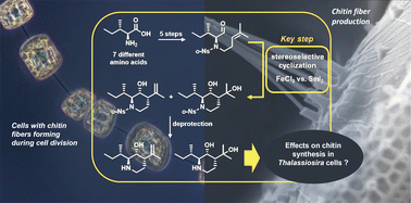 Graphical abstract: Modulating chitin synthesis in marine algae with iminosugars obtained by SmI2 and FeCl3-mediated diastereoselective carbonyl ene reaction