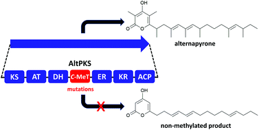 Graphical abstract: C-Methylation controls the biosynthetic programming of alternapyrone