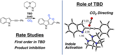 Graphical abstract: Exploring the catalytic role of the guanidine TBD in carboxylative cyclizations
