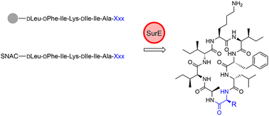 Graphical abstract: The N-terminal substrate specificity of the SurE peptide cyclase