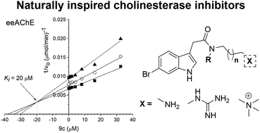 Graphical abstract: Development of potent cholinesterase inhibitors based on a marine pharmacophore