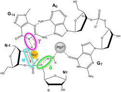 Graphical abstract: The role of Na+ in catalysis by the 8–17 DNAzyme