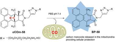 Graphical abstract: Utilising fluorescent reporters to probe the mode of action of norbornen-7-one CO releasing molecules