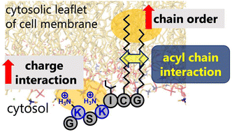 Graphical abstract: Lipid chain-driven interaction of a lipidated Src-family kinase Lyn with the bilayer membrane