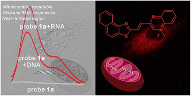 Graphical abstract: Near-infrared fluorescent probes based on a quinoxaline skeleton for imaging nucleic acids in mitochondria