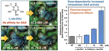 Graphical abstract: Introduction of C-alkyl branches to l-iminosugars changes their active site binding orientation