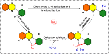 Graphical abstract: Transition-metal-catalyzed ortho C–H functionalization of 2-arylquinoxalines