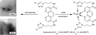 Graphical abstract: Novel cytotoxic 1,10-phenanthroline–triterpenoid amphiphiles with supramolecular characteristics capable of coordinating 64Cu(ii) labels