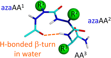 Graphical abstract: Two consecutive aza-amino acids in peptides promote stable β-turn formation in water