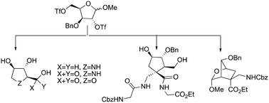 Graphical abstract: Stable d-xylose ditriflate in divergent syntheses of dihydroxy prolines, pyrrolidines, tetrahydrofuran-2-carboxylic acids, and cyclic β-amino acids