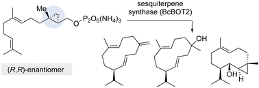 Graphical abstract: Cyclopropylmethyldiphosphates are substrates for sesquiterpene synthases: experimental and theoretical results