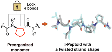 Graphical abstract: Residue-based program of a β-peptoid twisted strand shape via a cyclopentane constraint