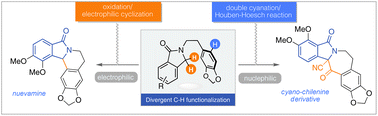 Graphical abstract: Synthesis of nuevamine and a cyano-chilenine analog via divergent C(sp3)–H bond functionalization of isoindolinone derivatives