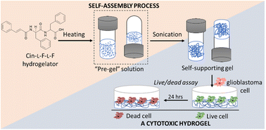 Graphical abstract: Probing the self-assembly and anti-glioblastoma efficacy of a cinnamoyl-capped dipeptide hydrogelator