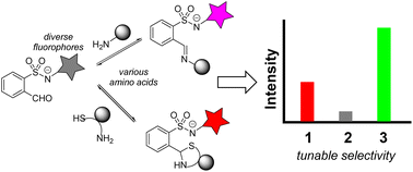 Graphical abstract: Tuning the selectivity of amino acid recognition with dynamic covalent bond constrained fluorophores in aqueous media