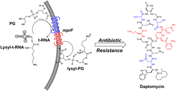 Graphical abstract: The impact of lysyl-phosphatidylglycerol on the interaction of daptomycin with model membranes