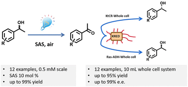 Graphical abstract: Deracemization of racemic alcohols combining photooxidation and biocatalytic reduction