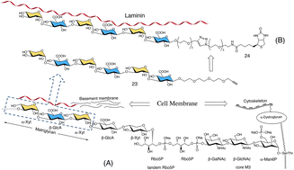 Graphical abstract: Synthesis of the matriglycan hexasaccharide, -3Xylα1-3GlcAβ1-trimer and its interaction with laminin