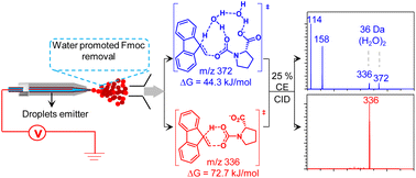 Graphical abstract: Water promoted 9-fluorenylmethyloxycarbonyl detachment from amino acids in charged microdroplets