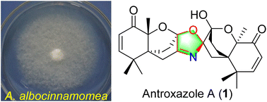 Graphical abstract: Antroxazole A, an oxazole-containing chamigrane dimer from the fungus Antrodiella albocinnamomea with immunosuppressive activity