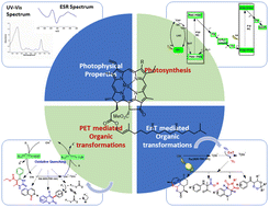 Graphical abstract: Chlorophyll: the ubiquitous photocatalyst of nature and its potential as an organo-photocatalyst in organic syntheses