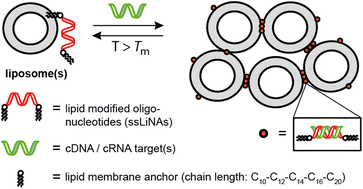 Graphical abstract: Design, synthesis and membrane anchoring strength of lipidated polyaza crown ether DNA-conjugates (LiNAs) studied by DNA-controlled assembly of liposomes