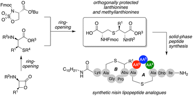 Graphical abstract: Ring-opening reactions for the solid-phase synthesis of nisin lipopeptide analogues