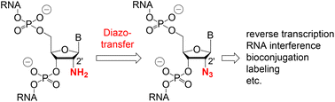 Graphical abstract: Robust synthesis of 2′-azido modified RNA from 2′-amino precursors by diazotransfer reaction