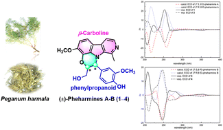 Graphical abstract: (±)-Pheharmines A–B, two pairs of racemic alkaloids with a morpholino[4,3,2-hi]β-carboline core, from the roots of Peganum harmala