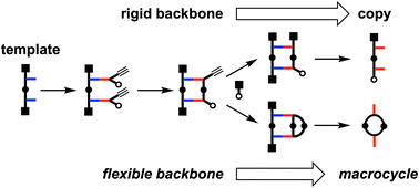 Graphical abstract: Effect of backbone flexibility on covalent template-directed synthesis of linear oligomers