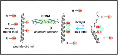 Graphical abstract: Modification of proteins with azobenzene crosslinkers using reversible covalent bonds