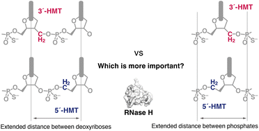 Graphical abstract: Insertion of a methylene group into the backbone of an antisense oligonucleotide reveals the importance of deoxyribose recognition by RNase H