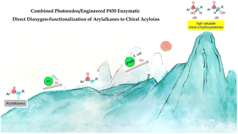Graphical abstract: Combined photoredox/engineered P450 enzymatic direct dioxygen-functionalization of arylalkanes to chiral acyloins
