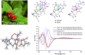 Graphical abstract: Sarcaglarone A, a lindenane–monoterpene heterodimer from the seeds of Sarcandra glabra