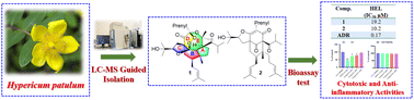Graphical abstract: Hyperpatone A, a polycyclic polyprenylated acylphloroglucinol with a rare 8/6/5/6/5 pentacyclic skeleton from Hypericum patulum