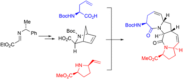 Graphical abstract: Design and synthesis of a tetracyclic tripeptide mimetic frozen in a polyproline type II (PP2) helix conformation