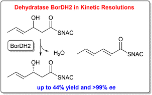 Graphical abstract: The substrate scope of dehydratases in antibiotic biosynthesis and their application in kinetic resolutions